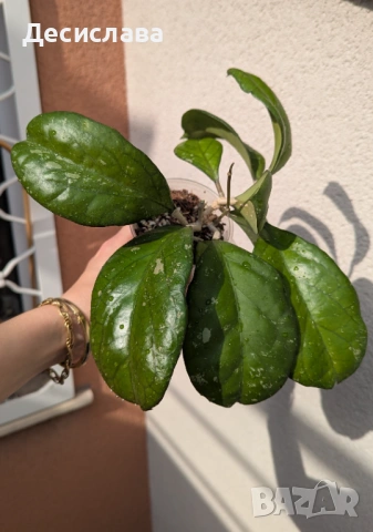 Hoya priktai (Russia), снимка 2 - Стайни растения - 54234654