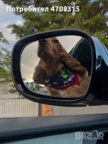 Кокер шпаньол страхотно момченце, снимка 7 - Кокер шпаньол - 53884467