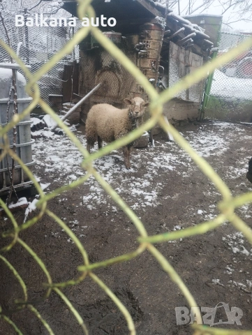 женско агне , снимка 2 - Овце - 53063371