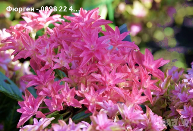 Хортензия Принцеса Даяна - Hydrangea princess Diana, снимка 8 - Разсади - 50962127