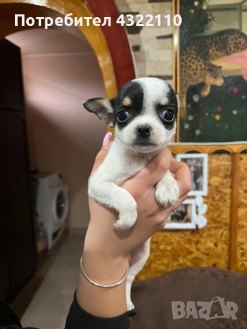 чихуахуа , снимка 2 - Чихуахуа - 52771046