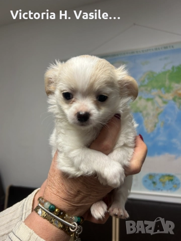 Чихуахуа дългокосместо , снимка 2 - Чихуахуа - 52669804