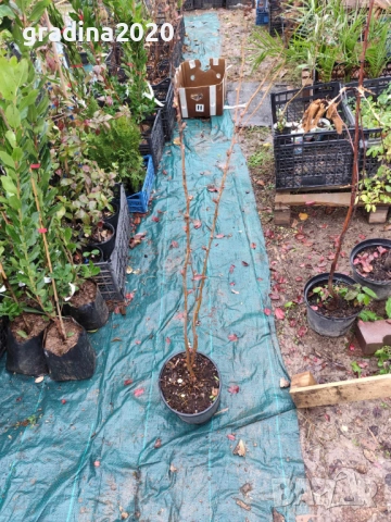 Сорбария Сем - (Sorbaria Sorb."Sem"®), снимка 5 - Разсади - 45041780