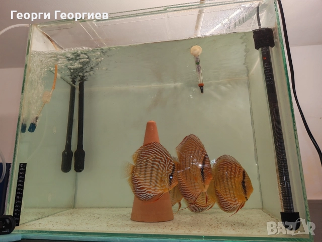 Прпдавам аквариуми