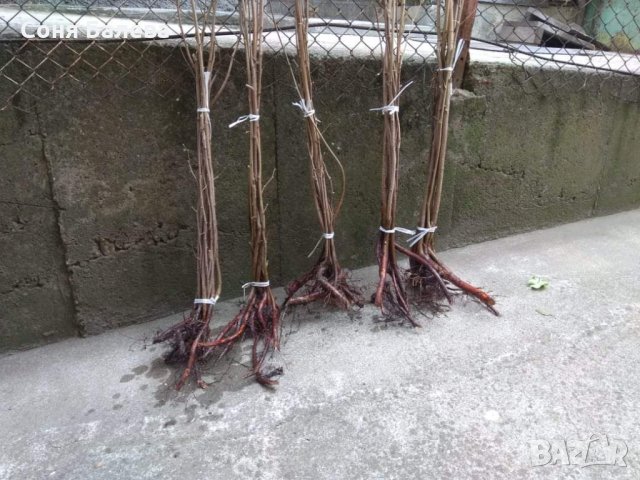 Разсад за лешници 