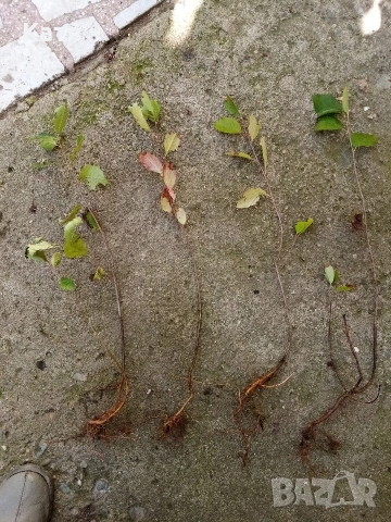 ,АРОНИЯ фиданки 