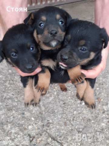 Ягдтериери