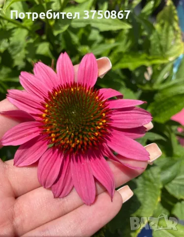 💜🧡🩷 Ехинацея / Echinacea 💜🧡🩷
