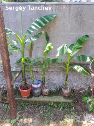 Бананови палми и др, снимка 2 - Градински цветя и растения - 47992799