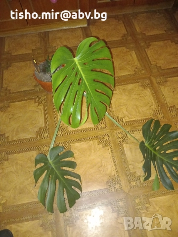 Филодендрон