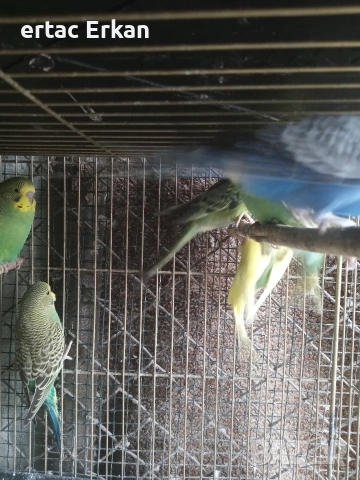 вълнисти папагали , снимка 5 - Папагали - 54085802