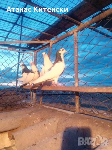 Гълъби високолетачи ПАЗАРДЖИШКИ!, снимка 8 - Гълъби - 30137742