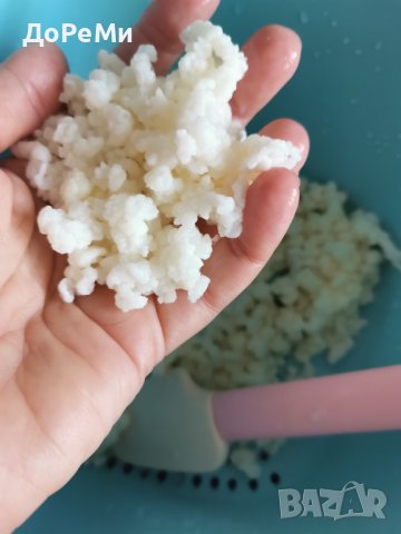 ПРОБИОТИК ~ Тибетски КЕФИРНИ зърна Кефир за млечна ферметнация , снимка 3 - Домашни продукти - 42437691