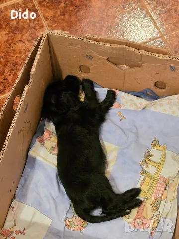 кокер шпаньол момиче на 2 месеца