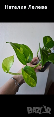 Eпипремнум, epipremnum Global Green, снимка 2 - Стайни растения - 54326212