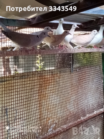 Продавам смеещи гугутки 