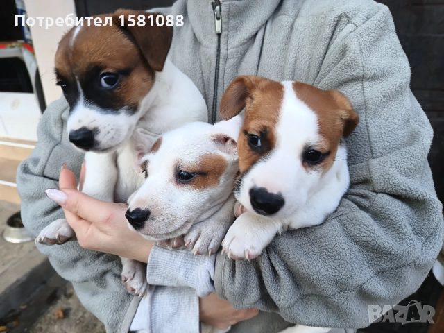 Джак Ръсел мини, снимка 8 - Джак ръсел териер - 52918387