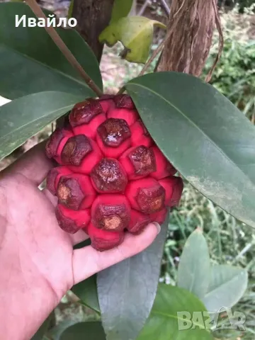 Kadsura coccinea - Purple и Red - семена, снимка 2 - Сортови семена и луковици - 50007957