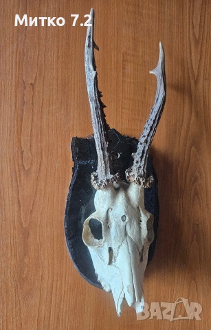 Трофей от сръндак, снимка 7 - Декорация за дома - 53984017