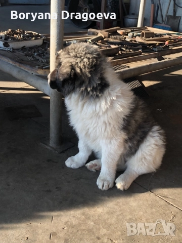 Каракачани, снимка 5 - Каракачанска овчарка - 46469229