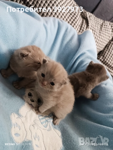 Прекрасни британски котета , снимка 4 - Британска късокосместа - 52913327