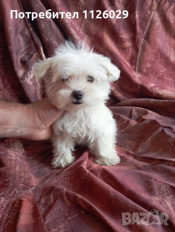 Малтийска болонка момиче , снимка 2 - Болонка - 54310763