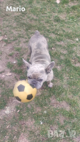 Френски Булдог, снимка 4 - Френски булдог - 53883096