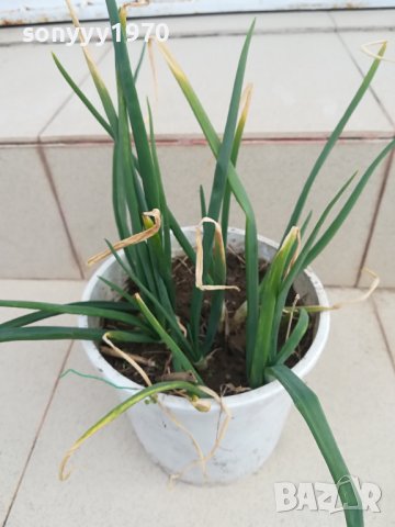 лук в саксия с пръст-за дома терасата 2102241331, снимка 13 - Стайни растения - 44399041