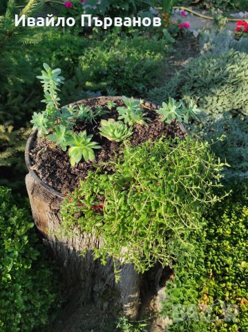 Сукуленти, снимка 6 - Градински цветя и растения - 33126146