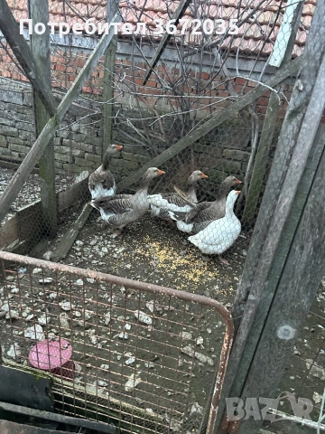 Гъски, снимка 3 - други­ - 53064388