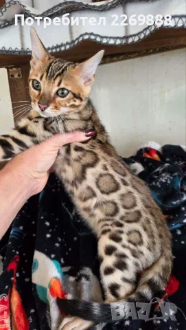 Бенгалски котенца