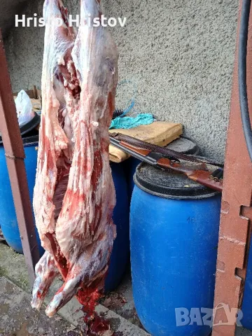 Виетнамски прасета , снимка 7 - Други животни - 48038500