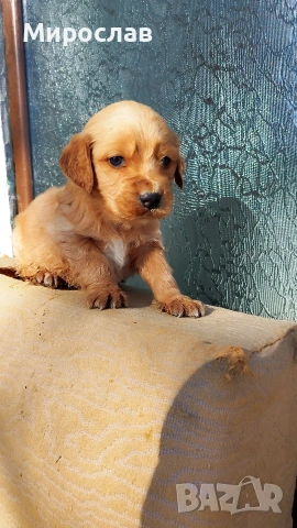 Мъжки кокер шпаньол , снимка 5 - Кокер шпаньол - 53130436