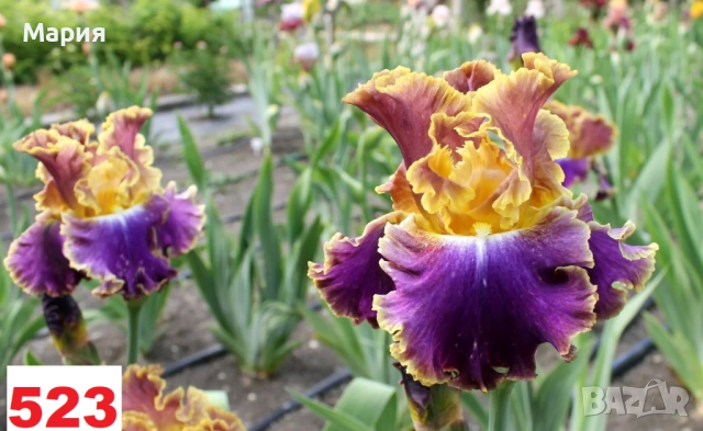 Сортови вискоки ириси /брадати ириси, снимка 13 - Сортови семена и луковици - 46410730