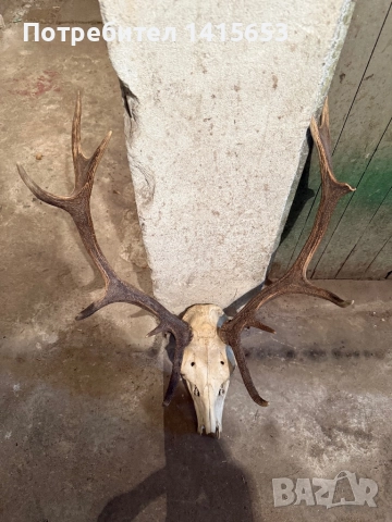 Продавам трофей от слъндак, снимка 2 - Антикварни и старинни предмети - 52950000