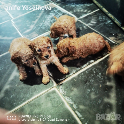 Продават се Той Пудели , снимка 2 - Пудели - 54036132