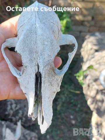 Стар череп от животно,  за декорация - 5, снимка 1 - Други - 42322203
