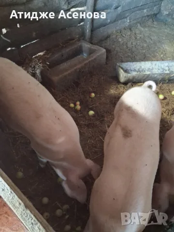 продавам 2 женски прасета, снимка 4 - Прасета - 56505798