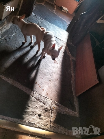 чихуахуа , снимка 4 - Чихуахуа - 52745242