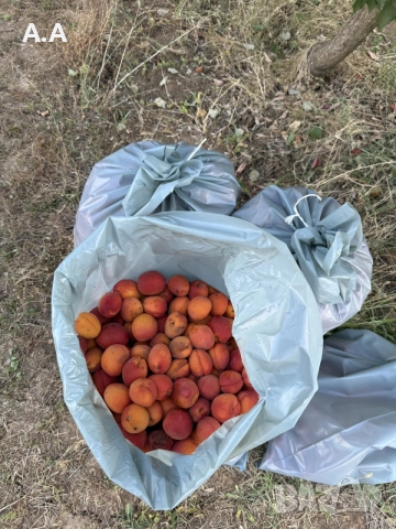 Кайсии за ракия и за лична консумация не остава почти сме края на сезона заповядайте 