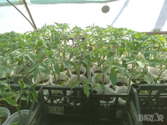Продавам пикиран разсад домати