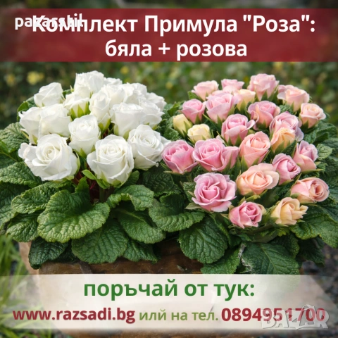 ПРИМУЛА "РОЗИЧКА"