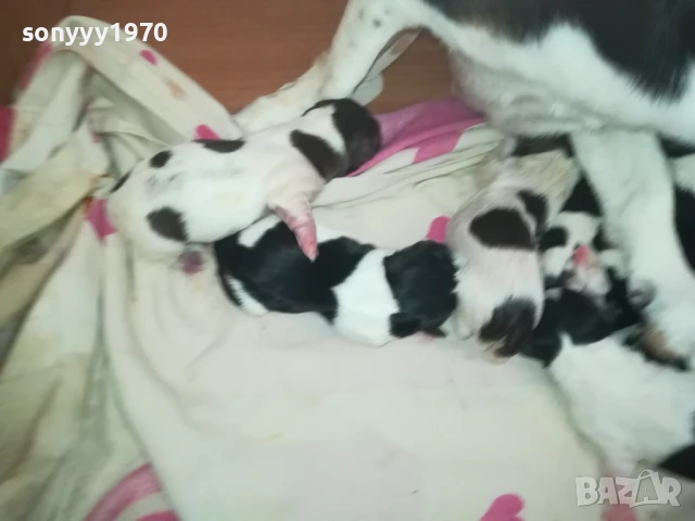 ДЖАК РЪСЕЛ-КУЧЕНЦА 250ЛВ ЗА 1БР 1508250823, снимка 6 - Джак ръсел териер - 51372207