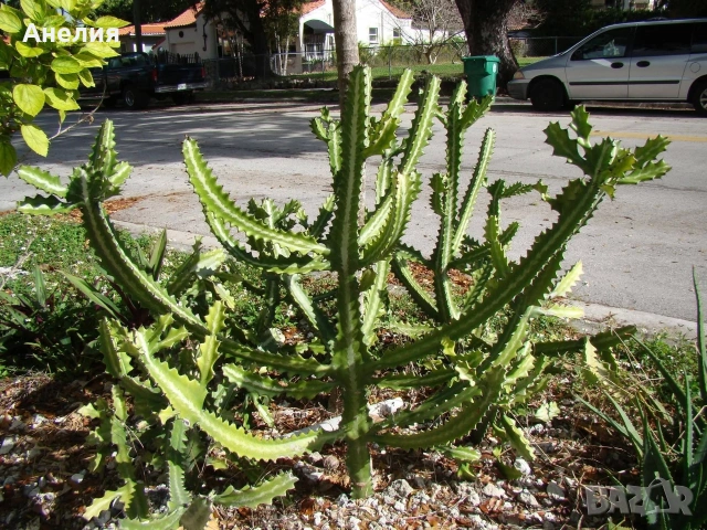 Euphorbia lactea еуфорбия