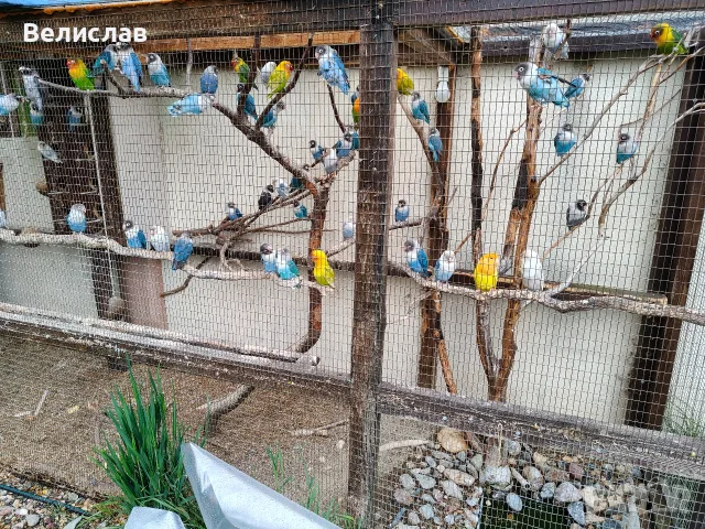 Папагали Маскови неразделки. , снимка 3 - Папагали - 56253661