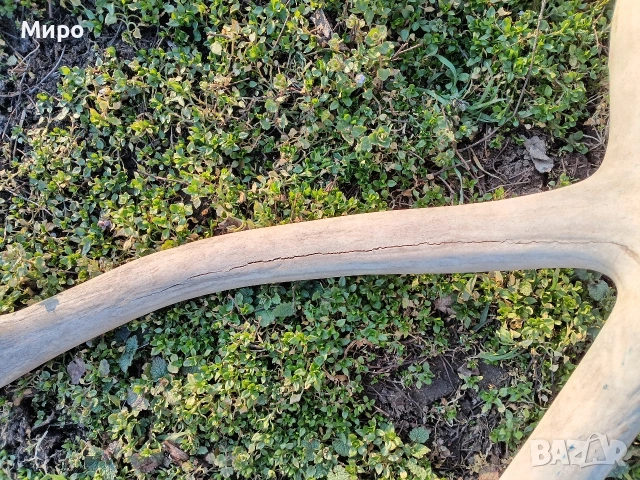 Стари рогa от елен лопатар,лос и карибу.Трофей., снимка 5 - Други - 53922366