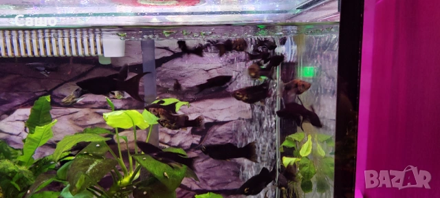 Рибки Молинезии, снимка 2 - Рибки - 53217355