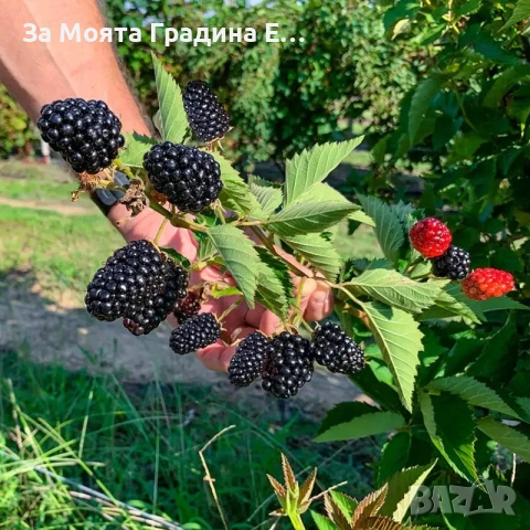 Къпина - Джъмбо без бодли 