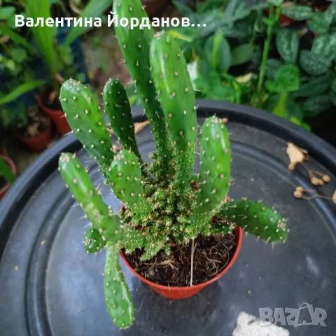 кактус големи растения , снимка 8 - Стайни растения - 56298510