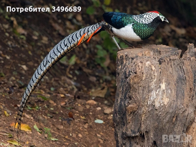 Продавам яйца от диамантени фазани., снимка 2 - други­ - 54232973